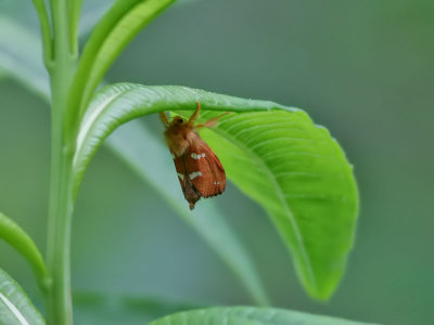 Dvärgrotfjäril Gold Swift Phymatopus hecta