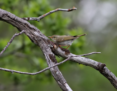 Nordsångare Arctic Warbler Phylloscopus borealis