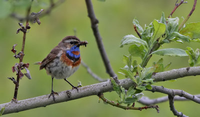 Blåhake Bluethroat Luscinia svecica