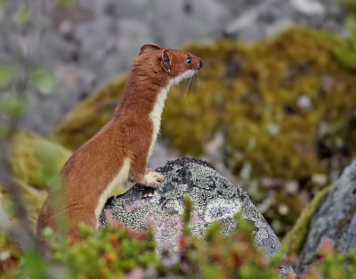 Hermelin  Stoat   Mustela erminea 