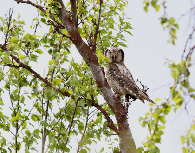 Hökuggla Northern Hawk-owl Surnia ulula