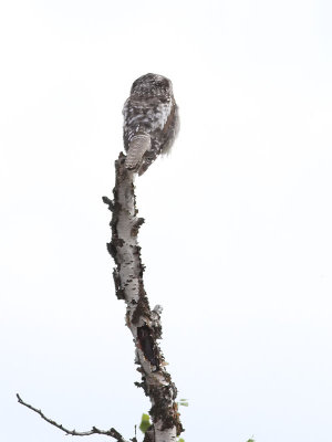 Hökuggla Northern Hawk-owl Surnia ulula