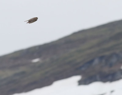 Stenfalk Merlin Falco columbarius