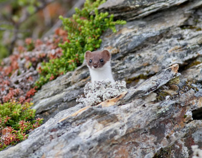 Småvessla Least Weasel Mustela nivalis
