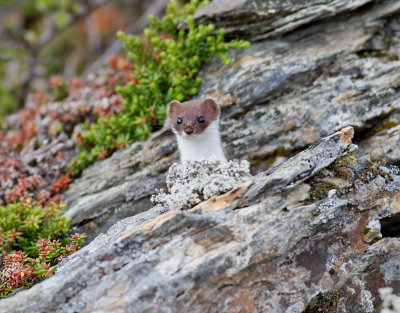 Smvessla  Least Weasel  Mustela nivalis