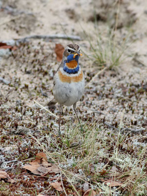 Blåhake Bluethroat Luscinia svecica