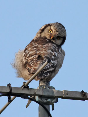 Hökuggla Northern Hawk-owl Surnia ulula