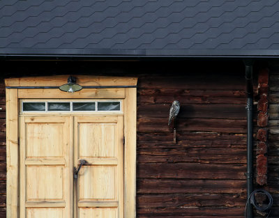 Hökuggla Northern Hawk-owl Surnia ulula