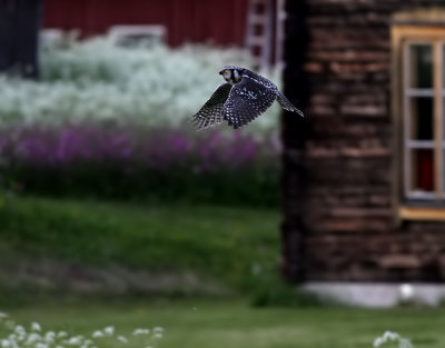 Hökuggla Northern Hawk-owl Surnia ulula