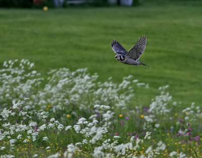 Hkuggla  Northern Hawk-owl  Surnia ulula