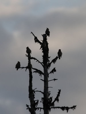 Sidensvans Waxwing Bombycilla garrulus