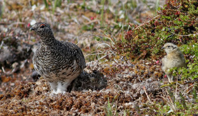 Fjällripa Rock Ptarmigan Lagopus muta