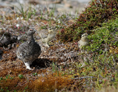 Fjällripa Rock Ptarmigan Lagopus muta