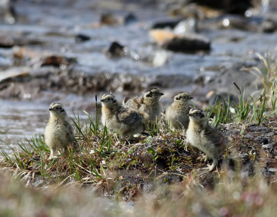 Fjllripa  Rock Ptarmigan  Lagopus muta