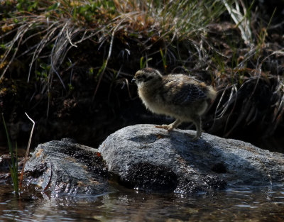 Fjällripa Rock Ptarmigan Lagopus muta