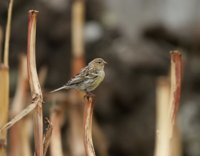 Kanariesiska  Atlantic Canary  Serinus canaria