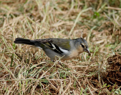 Bofink  Common Chaffinch   Fringilla coelebs moreletti