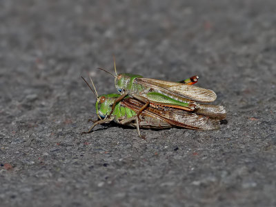 Europeisk vandringsgrshoppa  Migratory Locust  Locusta migratoria