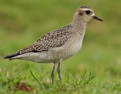 Amerikansk tundrapipare-American Golden Plover-Pluvialis dominica