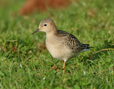 Prrielpare  Buff-breasted Sandpiper  Tryngites subruficollis