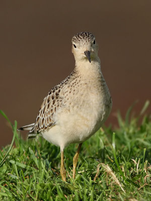 Prrielpare <br> Buff-breasted Sandpiper <br> Tryngites subruficollis