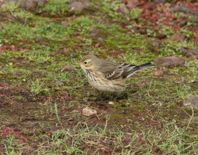 Hedpiplrka  Buff-bellied pipit  Anthus rubescens rubescens