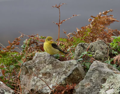 Scharlakanstangara  Scarlet Tanager  Piranga olivacea