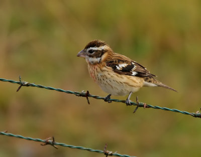 Brokig kardinal Rose-breasted Grosbeak Pheucticus ludovicianus