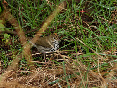 Rdkronad piplrksngare  Ovenbird  Seiurus aurocapilla