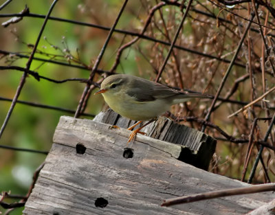 Lvsngare <br> Willow Warbler<br> Phylloscopus trochilus