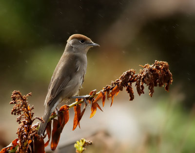 Svarthtta  Blackcap Sylvia atricapilla