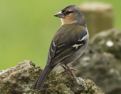 Bofink Common Chaffinch Fringilla coelebs moreletti