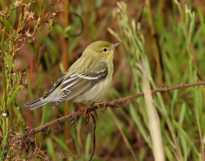 Vitkindad skogssngare  Blackpoll Warbler  Dendroica striata