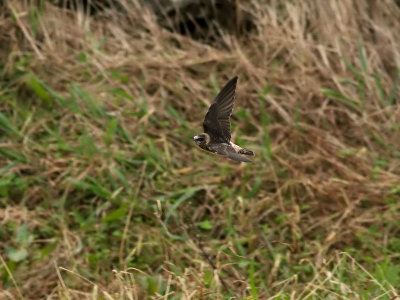 Stensvala American Cliff Swallow  Petrochelidon pyrrhonata