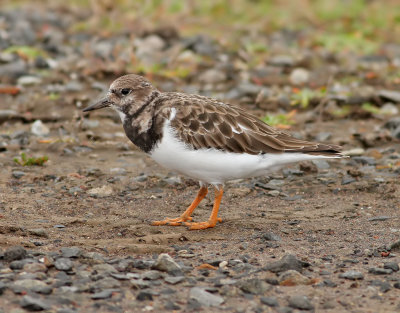 Roskarl Ruddy Turnstone  Arenaria interpres