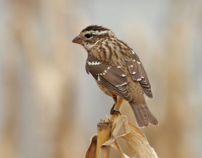 Brokig kardinal   Rose-breasted Grosbeak  Pheucticus ludovicianus