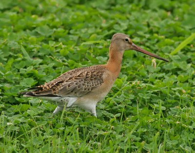 Rdspov Black-tailed GodwitLimosa limosa(Islandica)