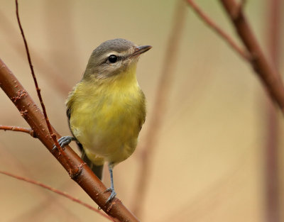 Kanadavireo Philadelphia Vireo Vireo philadelphicus
