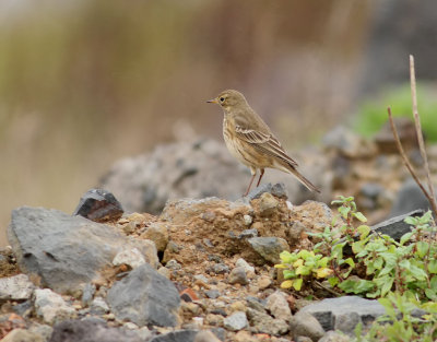 Hedpiplrka  Buff-bellied pipit (American Pipit)  Anthus rubescens rubescens
