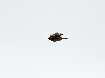 Snglrka  Eurasian Skylark  Alauda arvensis