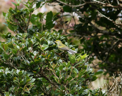 Hybrid Goldenwinged X Bluewinged Warbler