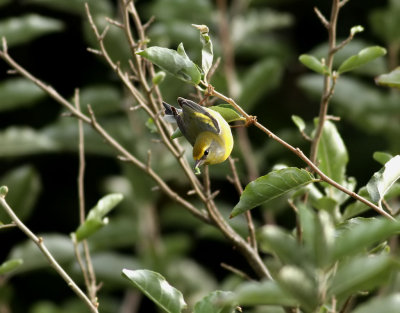 Hybrid  Goldenwinged X Bluewinged Warbler