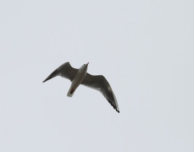 Skrattms  Black-headed Gull  Larus ridibundus