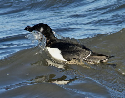 Tordmule <br> Razorbill <br> Alca torda