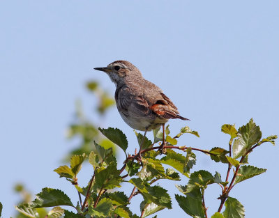Blåhake Bluethroat Luscinia svecica