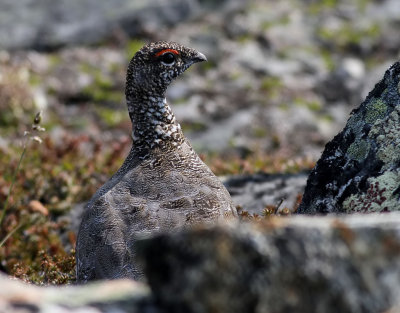 Fjllripa  Rock Ptarmigan  Lagopus muta