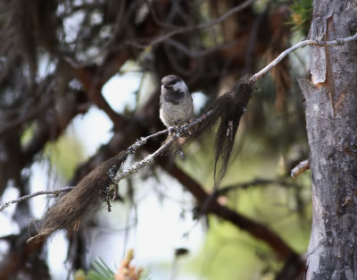 Lappmes  Siberian Tit  Parus cinctus