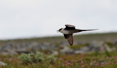 Fjällabb Long-tailed Skua Stercorarius longicaudus