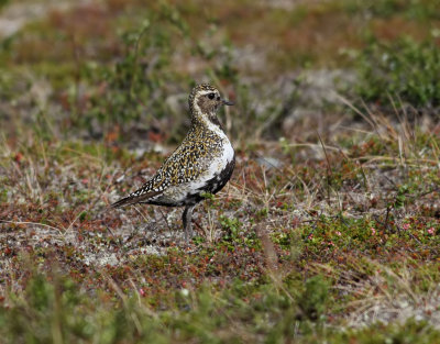Ljungpipare European Golden Plover Pluvialis apricaria