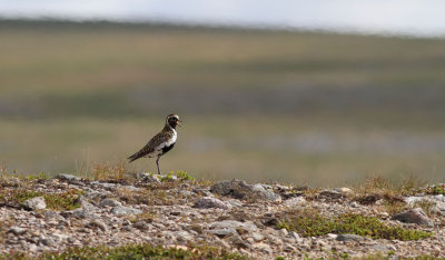 Ljungpipare  European Golden Plover  Pluvialis apricaria